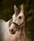 Caballo castrado PRE Pura Raza Española En venta 2021 Tordo
