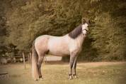 Caballo castrado PRE Pura Raza Española En venta 2021 Tordo