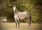 Caballo castrado PRE Pura Raza Española En venta 2021 Tordo