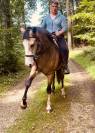 Cheval paint horse