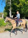 Cheval paint horse
