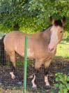 Cheval paint horse