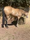 Cheval paint horse