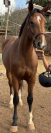 Beautiful and talented jumping mare