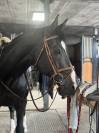 ✨ CHEVAL D’ÉCOLE À VENDRE