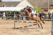 New Forrest - Jument, 5 ans