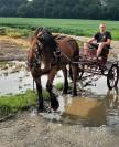 Jument ardennaise à vendre 