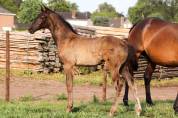 Puledro KWPN Cavallo da Sport Neerlandese In vendita 2025 Nero ,  GLAMDALE
