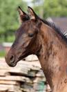 Puledro KWPN Cavallo da Sport Neerlandese In vendita 2025 Nero ,  GLAMDALE