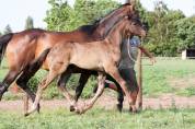 Puledro KWPN Cavallo da Sport Neerlandese In vendita 2025 Nero ,  GLAMDALE