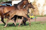 Puledro KWPN Cavallo da Sport Neerlandese In vendita 2025 Nero ,  GLAMDALE