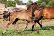 Puledro KWPN Cavallo da Sport Neerlandese In vendita 2025 Nero ,  GLAMDALE