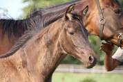Puledro KWPN Cavallo da Sport Neerlandese In vendita 2025 Nero ,  GLAMDALE