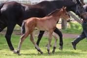Poulain Dressage d'un ligne Grand Prix