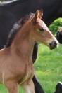 Poulain Dressage d'un ligne Grand Prix