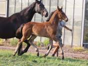 Poulain Dressage d'un ligne Grand Prix