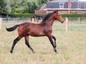 Puledro KWPN Cavallo da Sport Neerlandese In vendita 2025 Baio ,  EMILIANO