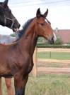Puledro KWPN Cavallo da Sport Neerlandese In vendita 2025 Baio ,  EMILIANO
