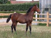 Puledro KWPN Cavallo da Sport Neerlandese In vendita 2025 Baio ,  EMILIANO