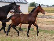Puledro KWPN Cavallo da Sport Neerlandese In vendita 2025 Baio ,  EMILIANO