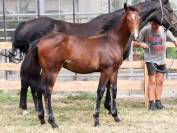 Puledro KWPN Cavallo da Sport Neerlandese In vendita 2025 Baio ,  EMILIANO