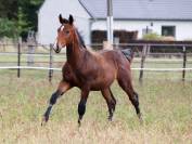Puledro KWPN Cavallo da Sport Neerlandese In vendita 2025 Baio ,  EMILIANO