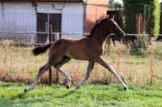 Puledro KWPN Cavallo da Sport Neerlandese In vendita 2025 Baio ,  EMILIANO