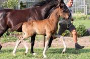 Puledro KWPN Cavallo da Sport Neerlandese In vendita 2025 Baio ,  EMILIANO