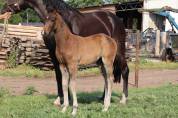 Puledro KWPN Cavallo da Sport Neerlandese In vendita 2025 Baio ,  EMILIANO