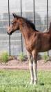 Puledro KWPN Cavallo da Sport Neerlandese In vendita 2025 Baio ,  EMILIANO