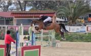 Jument KWPN Cheval de Sport Néerlandais A vendre 2011 Bai brun par CANTURANO