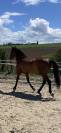 Pure race espagnole hongre - 10 ans  