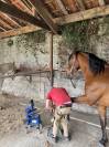 Pure race espagnole hongre - 10 ans  