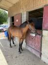 Pure race espagnole hongre - 10 ans  