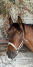 Pure race espagnole hongre - 10 ans  