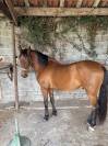 Pure race espagnole hongre - 10 ans  