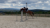 Jument 7 ans super polyvalente 
