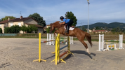 Jument 7 ans super polyvalente 