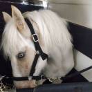 Formidable jument de loisir pie palomino aux yeux bleus