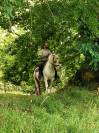 Formidable jument de loisir pie palomino aux yeux bleus