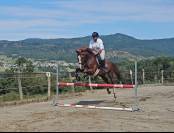Hongre 14 ans 