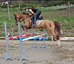 Hongre 14 ans 