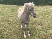 Pouliche shetland Silver