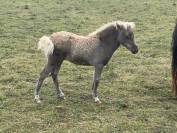Pouliche shetland Silver