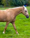 Hongre palomino 4ans