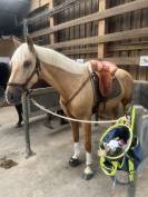 Hongre palomino 4ans