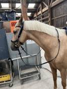 Hongre palomino 4ans