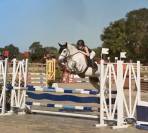 Poney à vendre 