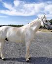 Poney à vendre 