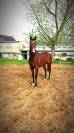 Joli cheval 8 ans idéal loisir